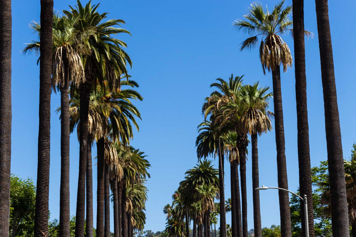 palm-trees-street-in-beverly-hills